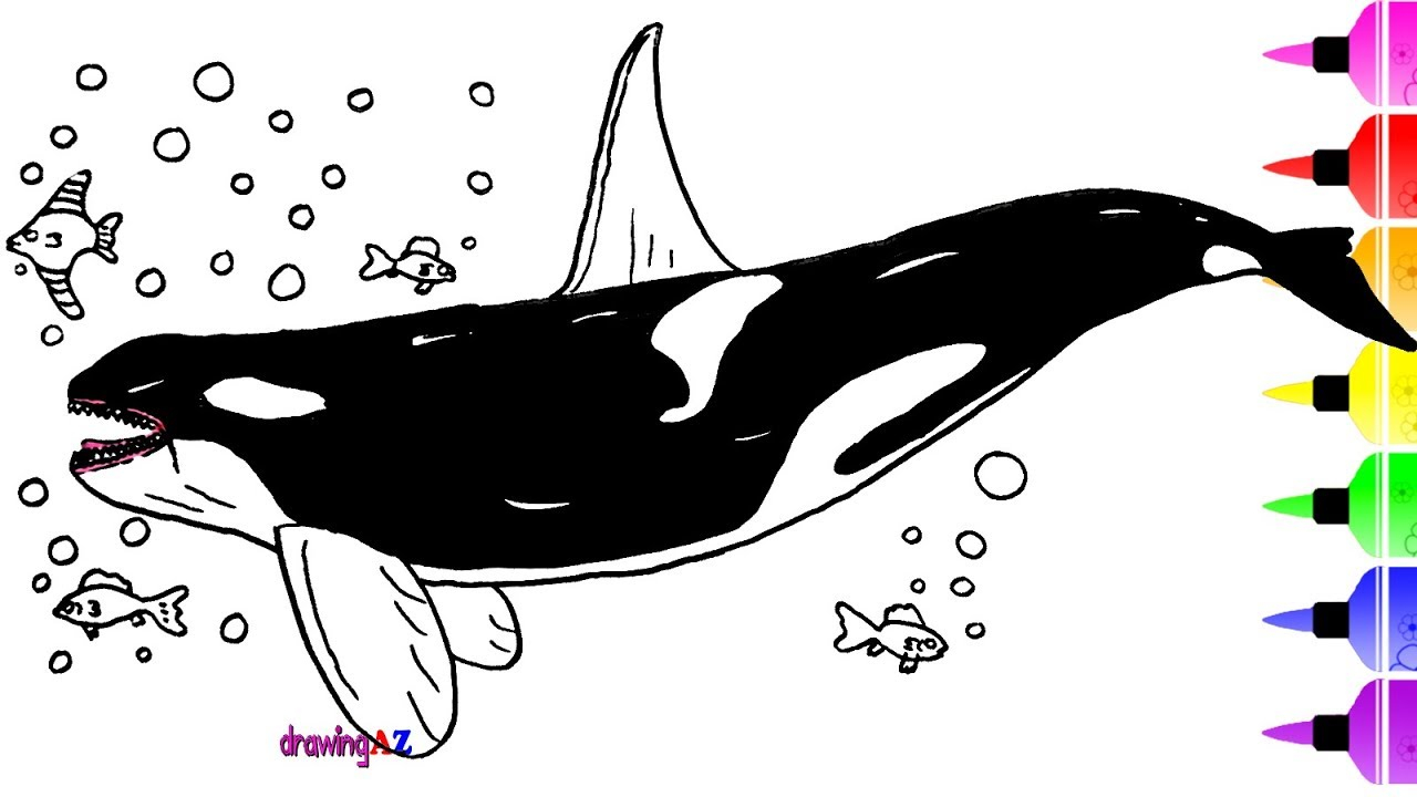 Orca Coloring Pages Killer Whale Drawing And Coloring Pages For Kids ...